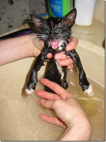13125_wet_pussy_cats_10