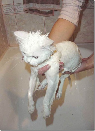 13125_wet_pussy_cats_2